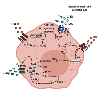 Amino Acid Transport and Metabolism in Myeloid Function